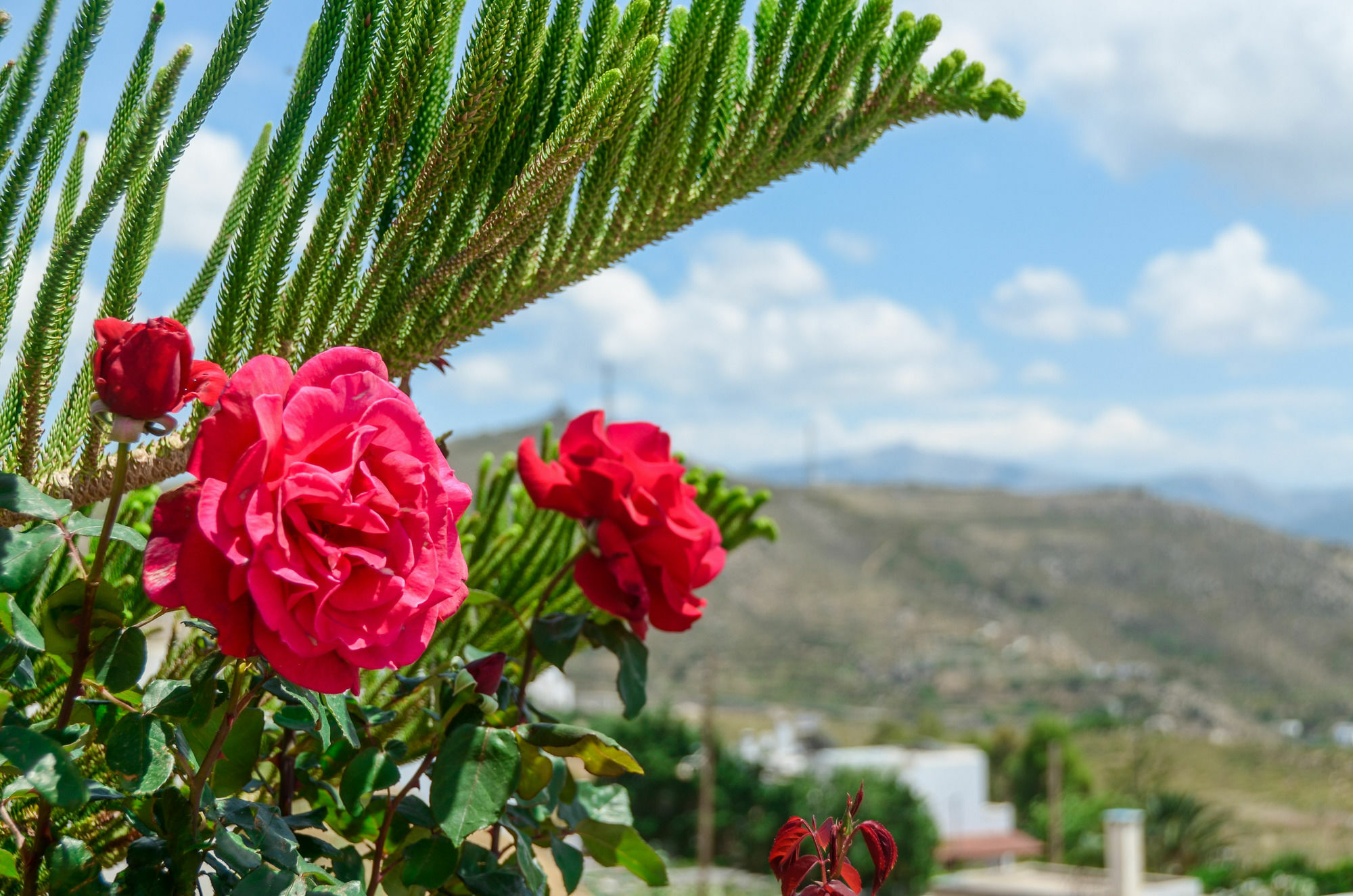 Villa Of Roses In Naxos - Private Villa With Pool Naxos City Exterior foto